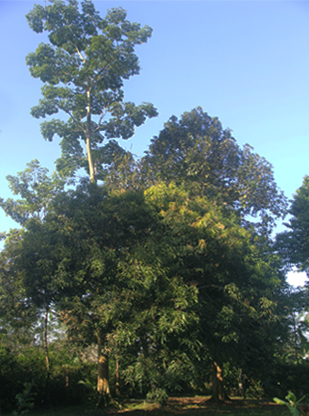 menú-restaurante-elcielo