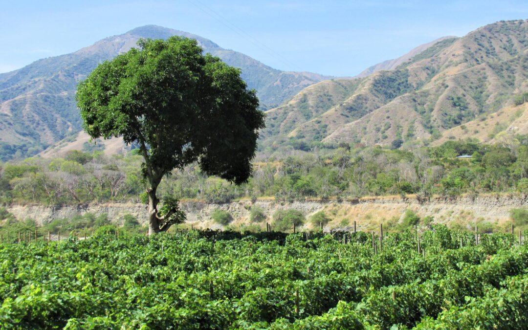Viñedo exótico con cepas de Italia en los Andes de Colombia