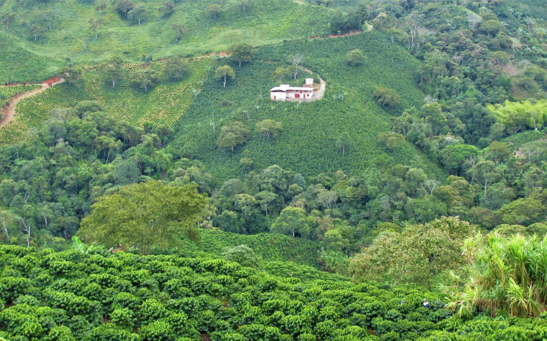 “Colonización Antioqueña”, epopeya de la historia de Colombia.