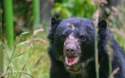 La naturaleza de luto: Tamá, el oso que no alcanzó la libertad