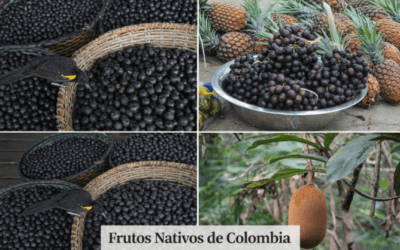 Colombia alberga cerca de 7.000 especies de frutas: un tesoro por descubrir
