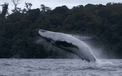 Colombia refuerza control para avistamiento del tiburón ballena