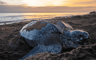 Colombia amplía Santuario de Acandí para proteger el mar