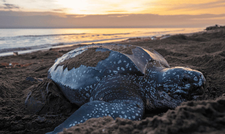 Colombia amplía Santuario de Acandí para proteger el mar