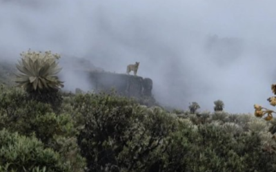 Reaparece  el puma como guardián del páramo Pisba en Colombia  