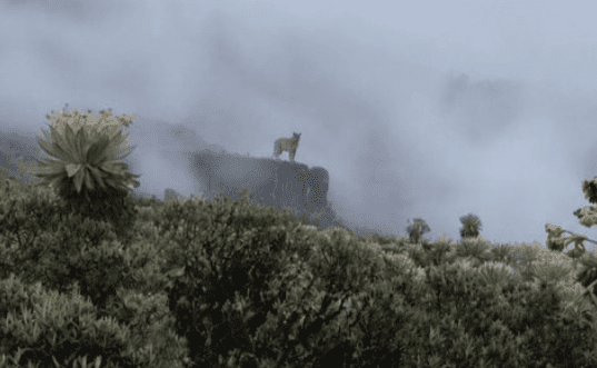 Reaparece  el puma como guardián del páramo Pisba en Colombia  