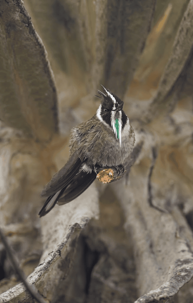 La conservación del cóndor andino en Colombia alcanzó un nuevo hito con el nacimiento de Lulú, un polluelo que vio la luz después de un proceso de incubación artificial cuidadosamente monitoreado por especialistas, informó la Fundación Parque Jaime Duque.  El nacimiento ocurrió 60 días después de la postura del huevo y fue posible gracias a la intervención de la Fundación, luego de que el macho de la pareja de cóndores rompiera accidentalmente un primer huevo el 20 de abril de 2023.  En la segunda postura, el equipo decidió trasladar el huevo a una incubadora artificial, donde fue vigilado de manera constante hasta su eclosión.  Este hecho es considerado extraordinario por los expertos, ya que se produjo contra todo pronóstico y refleja la perseverancia y compromiso de quienes trabajan por la conservación de especies amenazadas en Colombia.  El cóndor andino, ave emblemática de Suramérica y símbolo de los Andes, enfrenta graves amenazas por pérdida de hábitat y caza.  El nacimiento de Lulú representa un paso significativo en los esfuerzos por asegurar la supervivencia de la especie en Colombia y fortalecer la conciencia sobre su protección.  Fuente/@Fundación Parque Jaime Duque   Foto/ Momento de la eclosión de Lulú- cóndor andino nacido en incubación artificial- registrado por la Fundación Parque Jaime Duque.