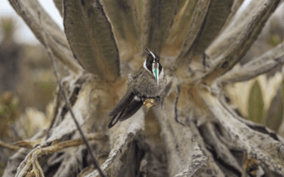 Fotógrafo capta la belleza del colibrí barbudito en los páramos de Colombia