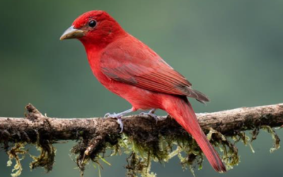 Aves Migratorias: Colombia, refugio de 1.898 especies
