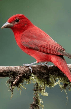 La conservación del cóndor andino en Colombia alcanzó un nuevo hito con el nacimiento de Lulú, un polluelo que vio la luz después de un proceso de incubación artificial cuidadosamente monitoreado por especialistas, informó la Fundación Parque Jaime Duque.  El nacimiento ocurrió 60 días después de la postura del huevo y fue posible gracias a la intervención de la Fundación, luego de que el macho de la pareja de cóndores rompiera accidentalmente un primer huevo el 20 de abril de 2023.  En la segunda postura, el equipo decidió trasladar el huevo a una incubadora artificial, donde fue vigilado de manera constante hasta su eclosión.  Este hecho es considerado extraordinario por los expertos, ya que se produjo contra todo pronóstico y refleja la perseverancia y compromiso de quienes trabajan por la conservación de especies amenazadas en Colombia.  El cóndor andino, ave emblemática de Suramérica y símbolo de los Andes, enfrenta graves amenazas por pérdida de hábitat y caza.  El nacimiento de Lulú representa un paso significativo en los esfuerzos por asegurar la supervivencia de la especie en Colombia y fortalecer la conciencia sobre su protección.  Fuente/@Fundación Parque Jaime Duque   Foto/ Momento de la eclosión de Lulú- cóndor andino nacido en incubación artificial- registrado por la Fundación Parque Jaime Duque.
